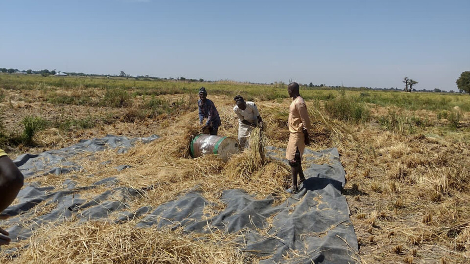 Three men work in a rice field in Africa.