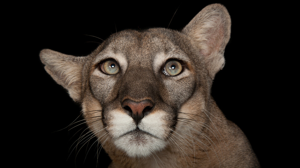 Florida panther with black background
