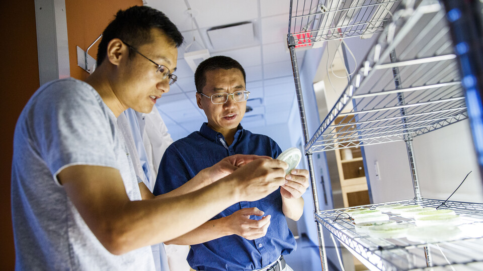 Computational biologist Yanbin Yin (right) and post-doctoral researcher Xuehuan Feng review algae samples.