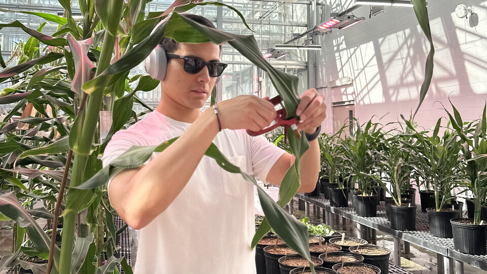 Vladimir Torres-Rodriguez collects a sample from a corn leaf in a greenhouse full of corn plants.