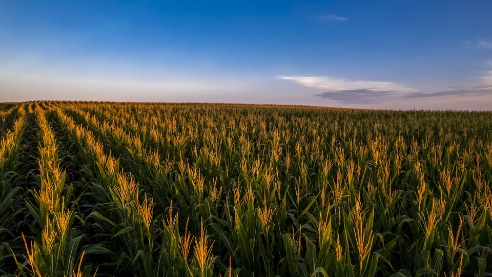 The sun rises over a cornfield.