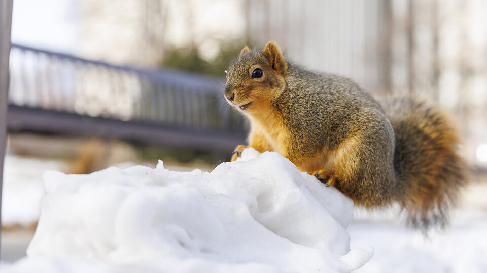 A squirrel sits on a snow mound munching on a peanut outside of Hamilton Hall on Nebraska's City Campus.