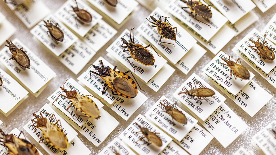 Multiple species of Triatoma brasiliensis, commonly known as kissing bugs, are preserved in the parasitology lab.