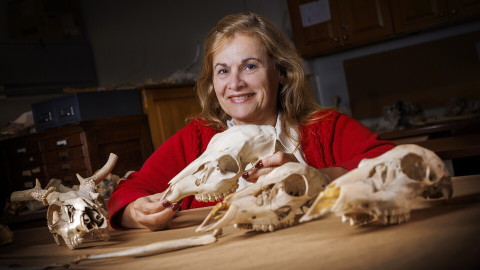 Sophia Perdikaris sitting with skulls of fallow deer. She is researching the deer on the island of Barbuda.