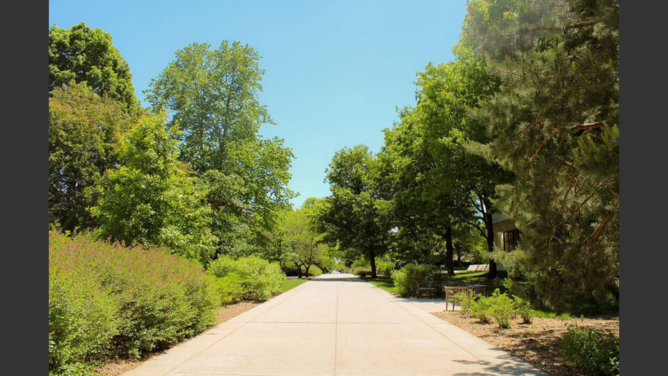 Tree-lined sidewalk on East Campus.