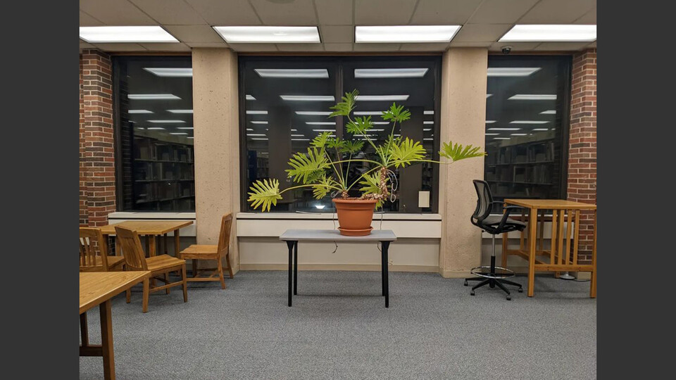 Love Library plant