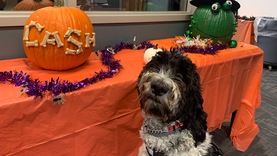 Therapy dog with jack-o'-lanterns