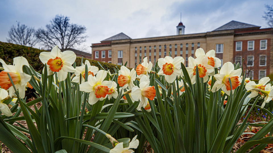 Daffodils bloom in front of Nebraska's Love Library on April 6. 