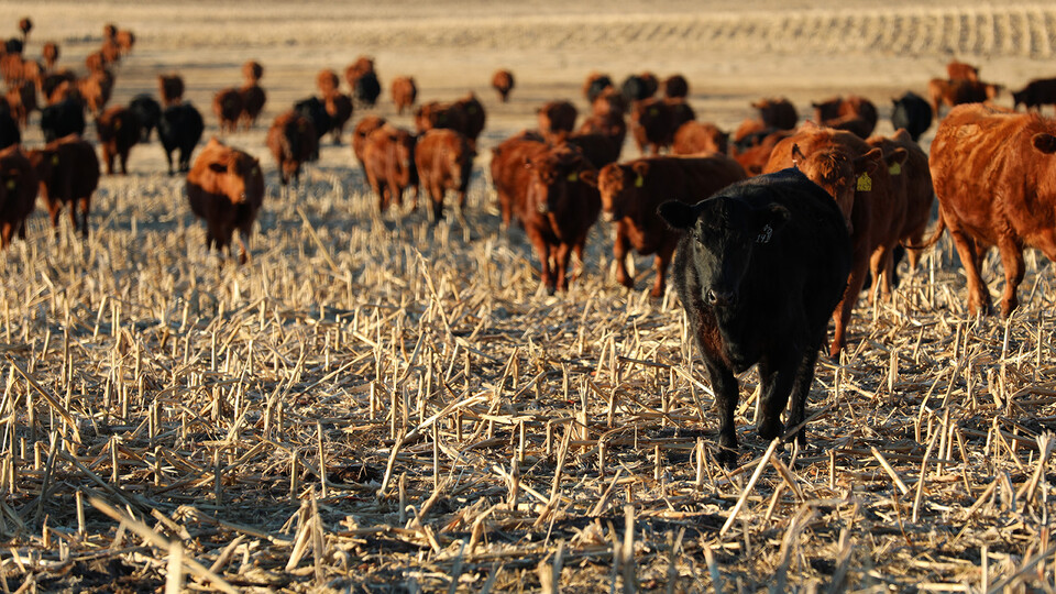 Cattle stand in a field of harvested corn stalks.