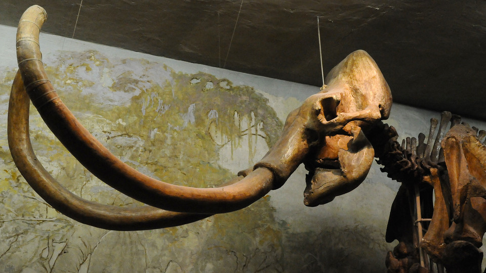 A life-sized display of Archie, a Columbian mammoth, is on display at the University of Nebraska State Museum in Morrill Hall. A new study suggests that such massive mammals were much more likely than their smaller counterparts to go extinct in regions occupied by ancient humans.