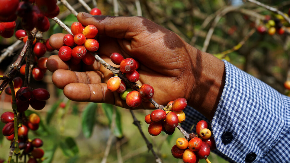 Ripe cherries are shown on a coffea arabica tree in Ethiopia