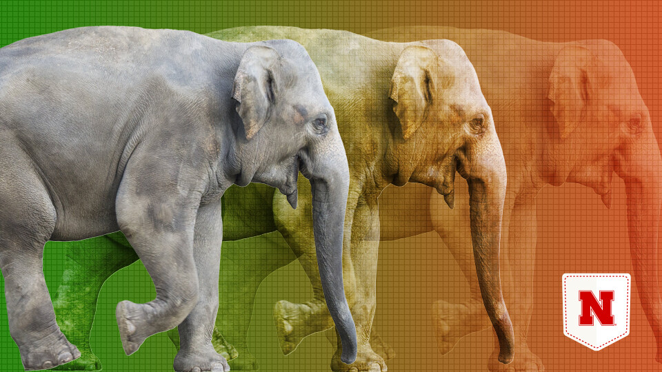 Study finds endangered elephants regularly leaving protected area |  Nebraska Today | University of Nebraska–Lincoln
