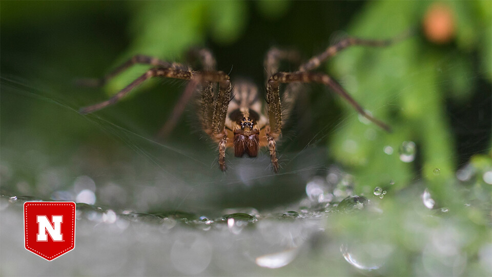 A funnel-weaving spider resting on its web