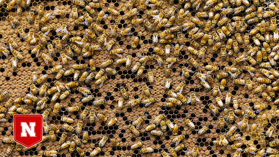 A colony of honey bees