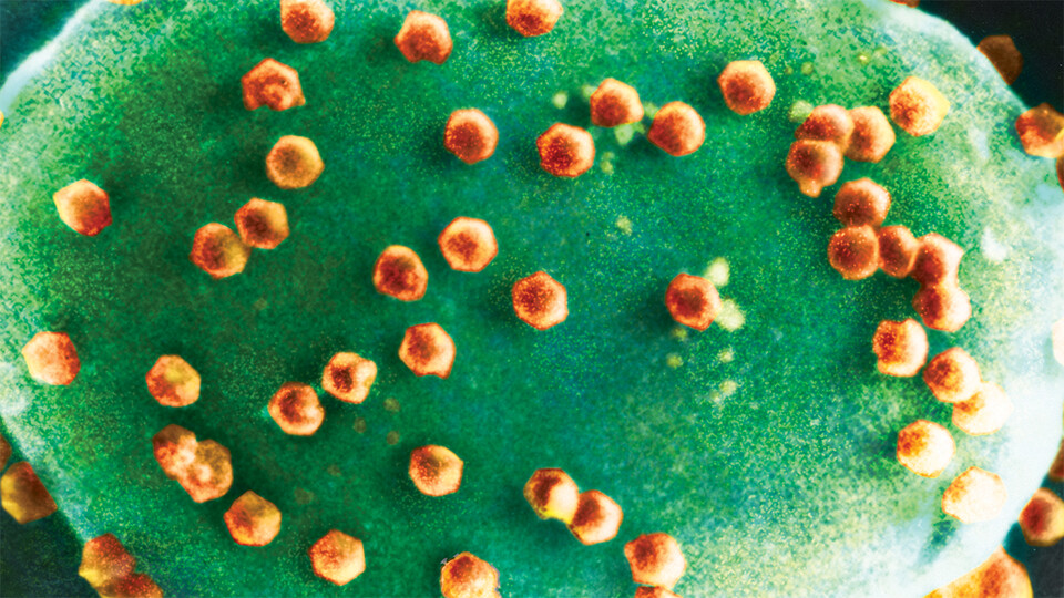 Chlorovirus on algae