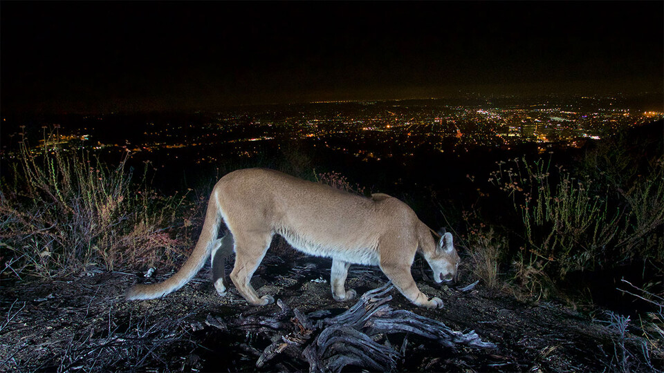 Mountain lion overlooking LA