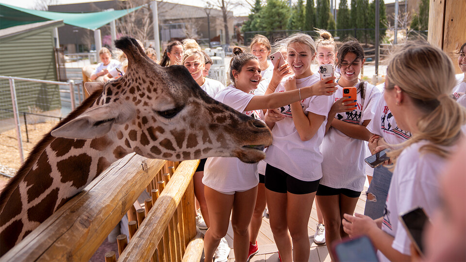 Giraffe at Lincoln Children's Zoo