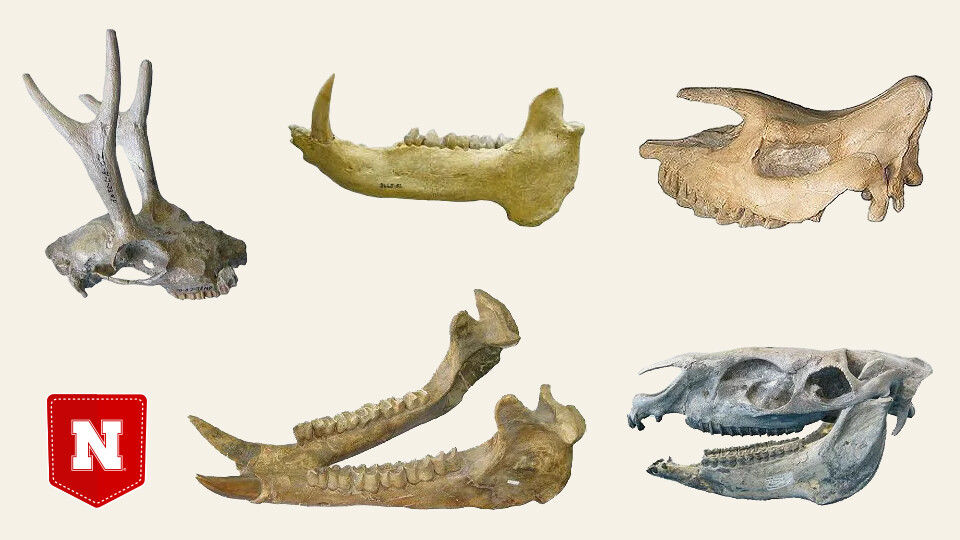 Hooved mammal fossils