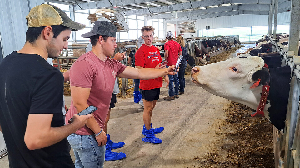 Husker student taking photo of a cow