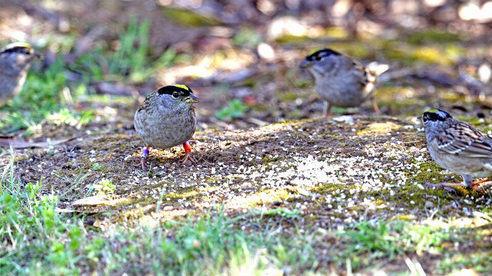A group of golden-crowned sparrows on the ground