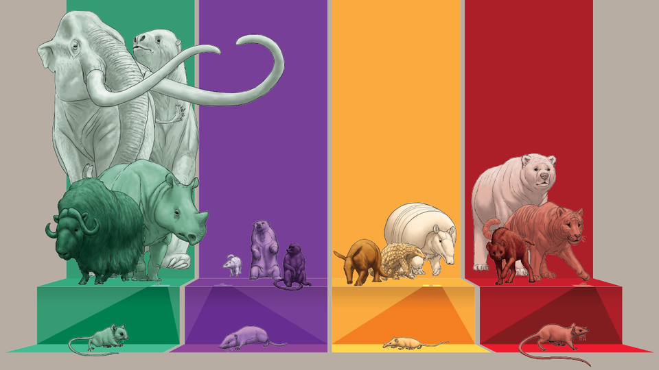 Illustrations of mammals