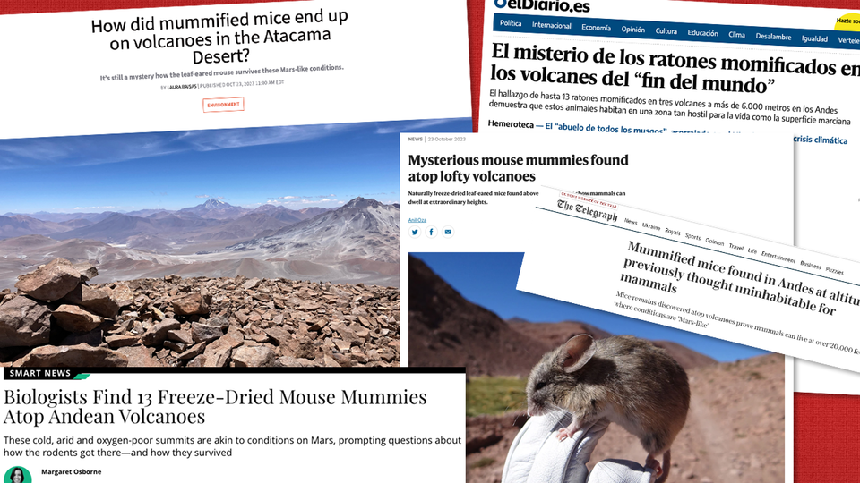 Collage of headlines from stories covering discovery of mouse mummies