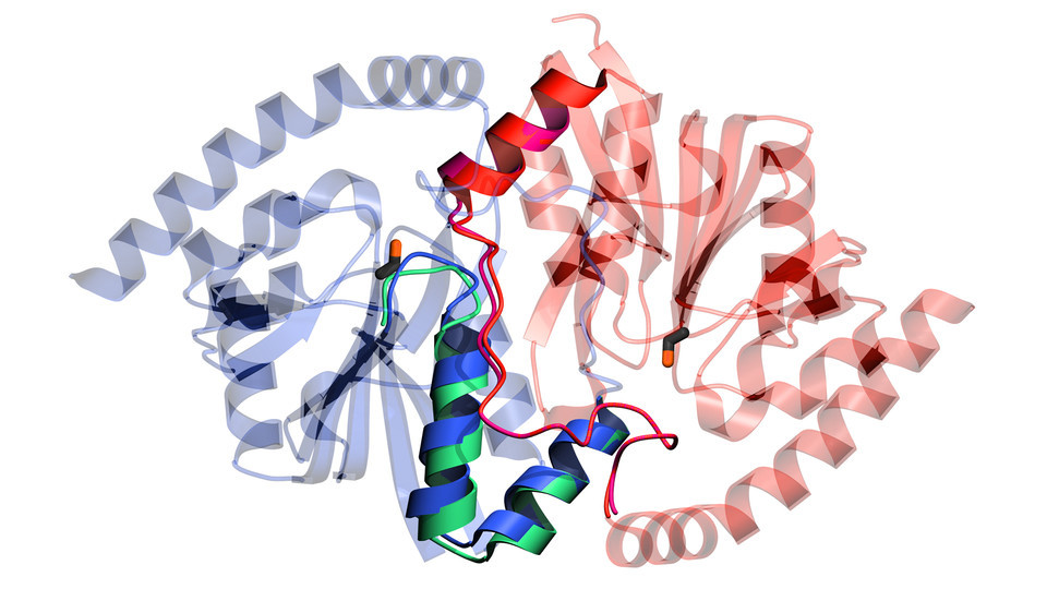 A rendering of an enzyme known as isocyanide hydratase, which accelerates chemical reactions that neutralize a toxic molecule in certain bacteria. Researchers from Nebraska, Stanford, Puerto Rico and Germany used record-intense X-rays to capture dynamics of isocyanide hydratase that were previously only hypothesized, a feat that could point the way to doing the same with other enzymes.