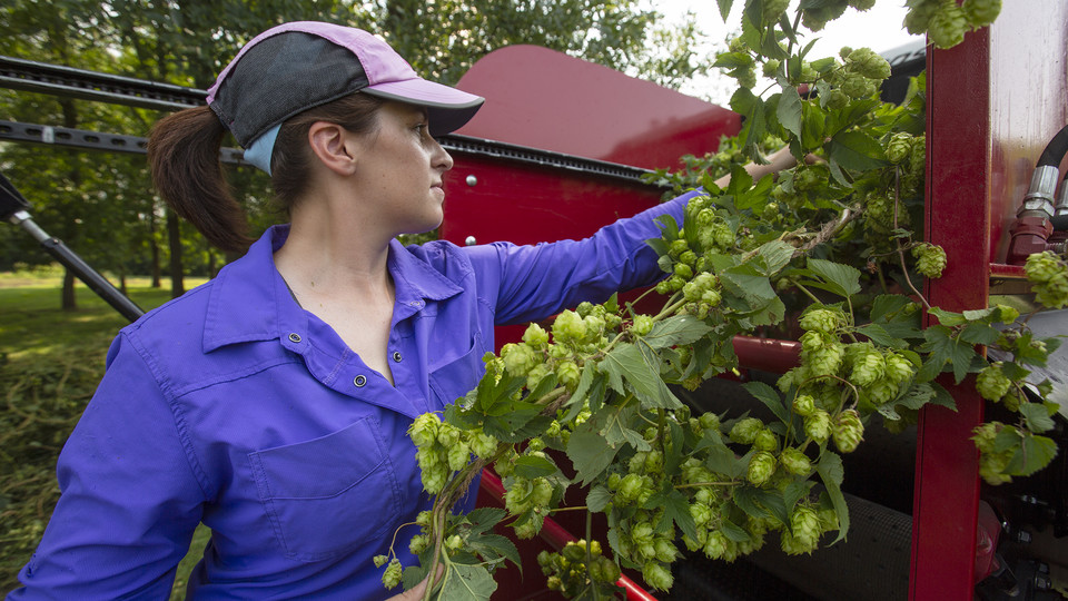 Allison Butterfield, a graduate research assistant in horticulture, feeds a hop bine into a harvester during the Aug. 24 event. Butterfield is studying how corn gluten meal can be used to benefit the growth of vegetables. She also has applied the study to hop bines.
