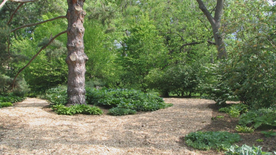 A Maxwell Arboretum walking path