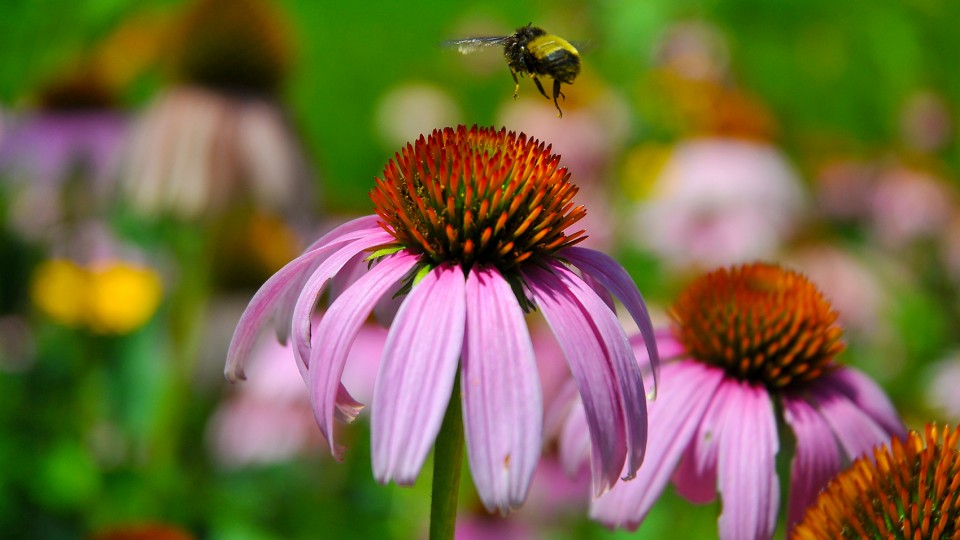 A bumblebee lands on a cone flower in the University of Nebraska's Love Garden on City Campus.