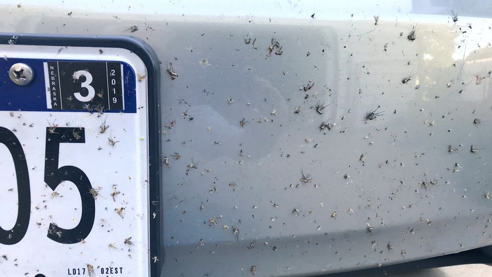 mosquitoes on car