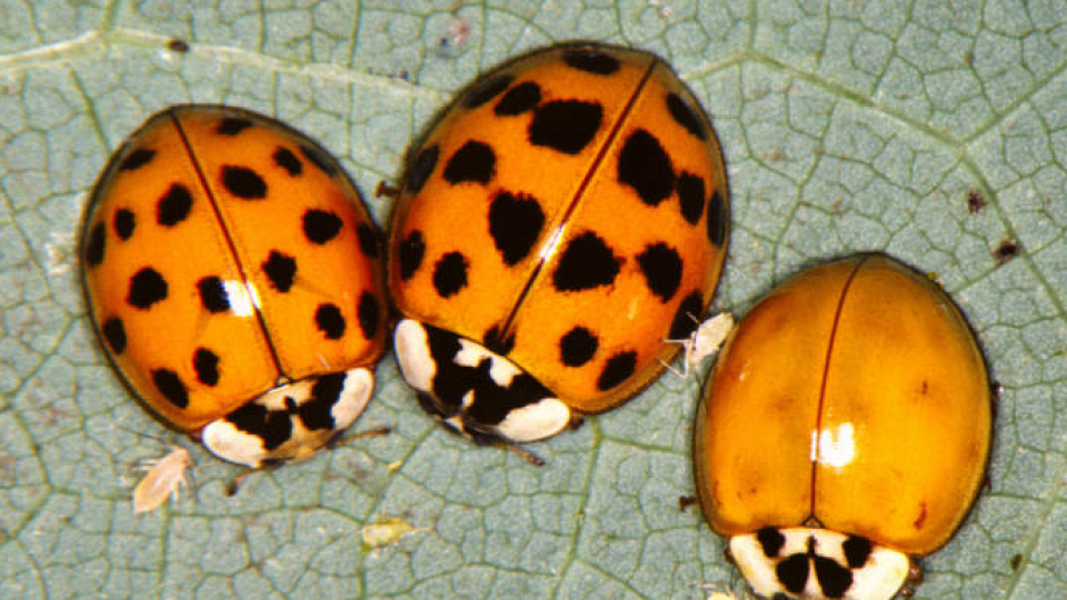 Asian lady beetles