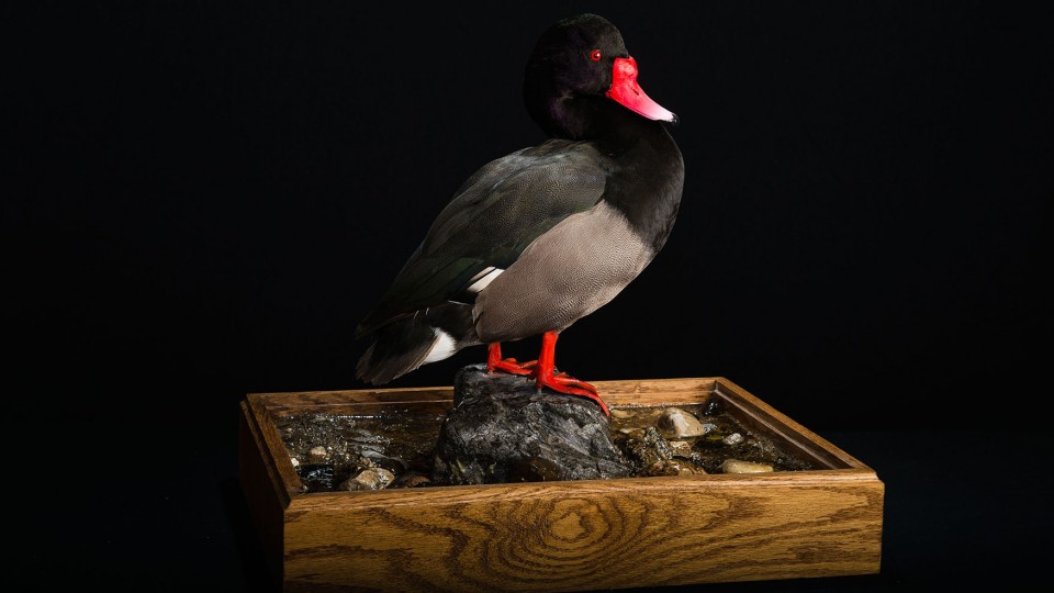 The "Game Birds of the World" exhibit will include more than 160 birds on display, including this Rosy-billed Pochard. The exhibit is open 1 to 4 p.m. Sept. 20 in Hardin Hall.