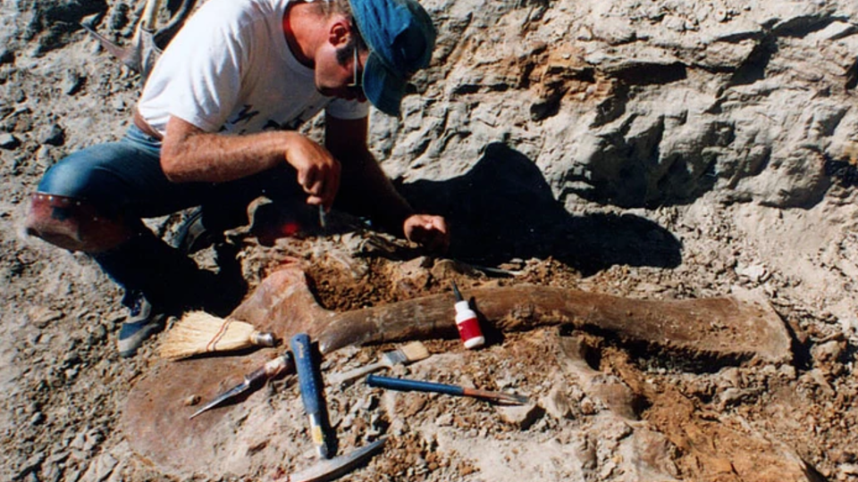 A paleontologist works to uncover Sue, the most complete Tyrannosaurus rex fossil ever discovered. The find is featured in "Dinosaur 13," a documentary showing Nov. 2 on East Campus.
