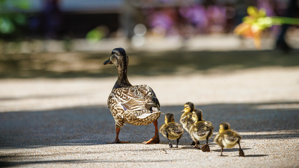 ducklings follow a mother duck at the University of Nebraska