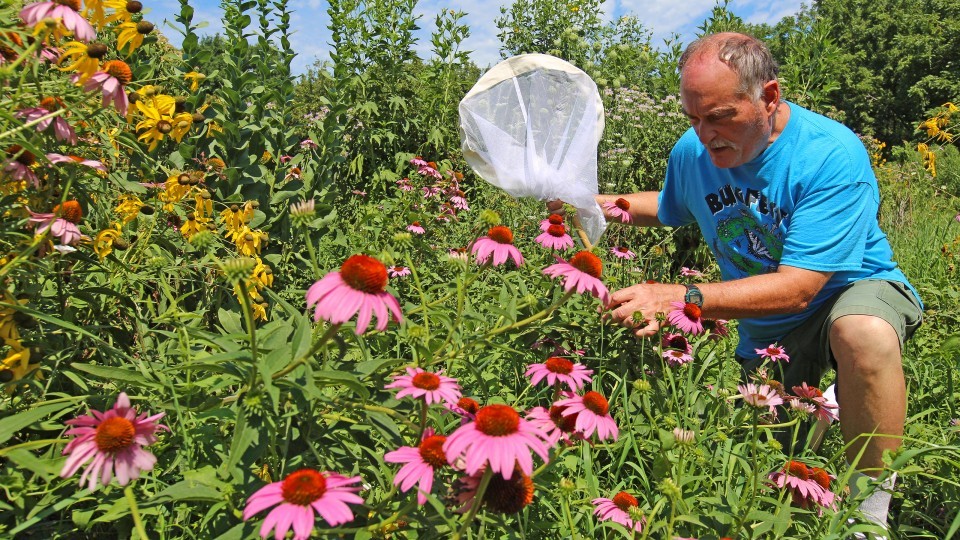 Steve Spomer searches for signs of butterflies among flowers in a pollinator garden on East Campus. 