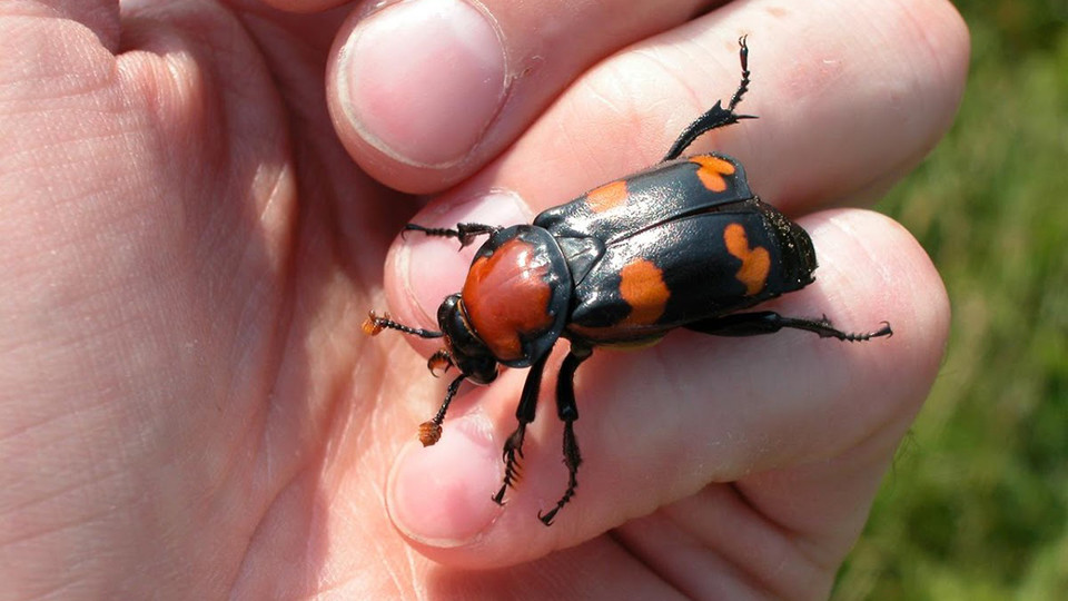 Alison Ludwig will study American burying beetles for five days in August in the Loess Canyons south of North Platte.