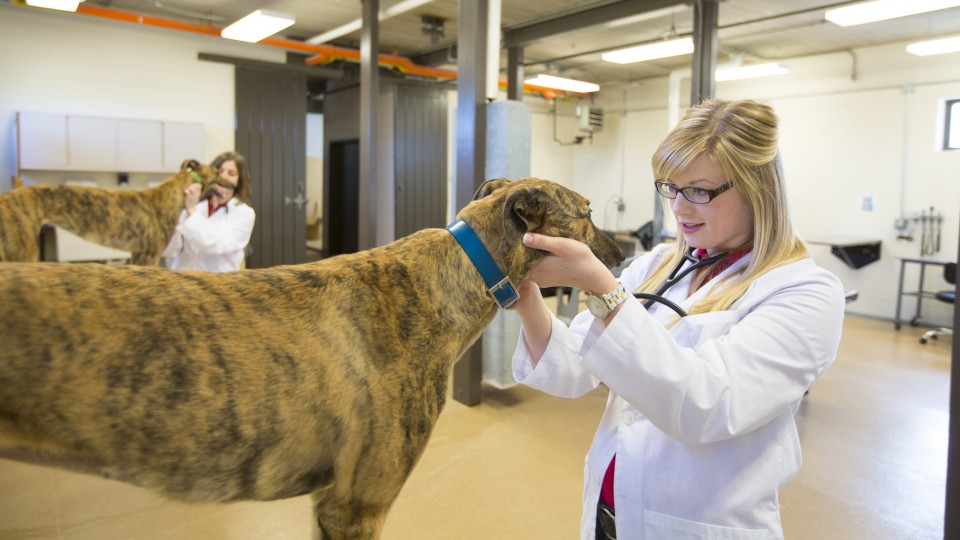 Students give exams to greyhounds as part of UNL's professional program in veterinary medicine.
