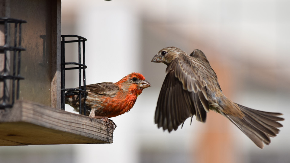A female house finch (right) confronts a male house finch at a bird feeder.