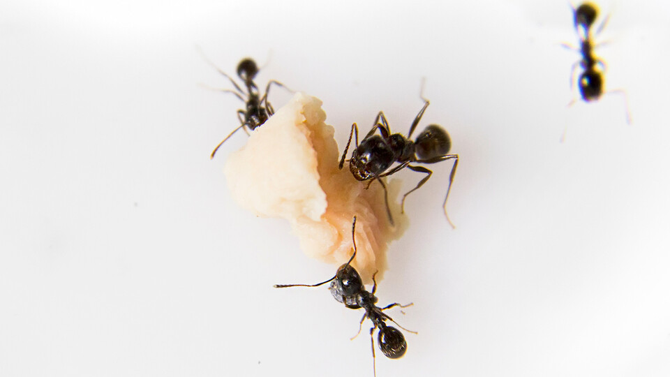 Black ants forage a crumb on a white surface