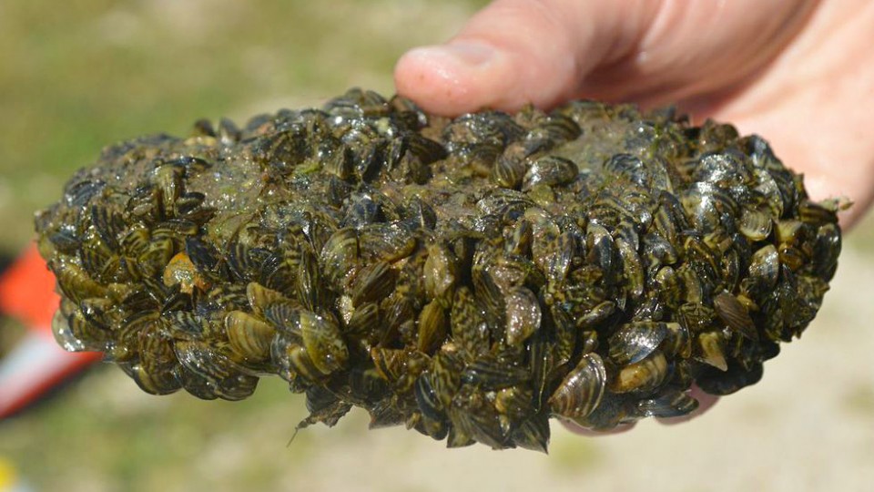 Zebra mussels found at Offutt Base Lake.
