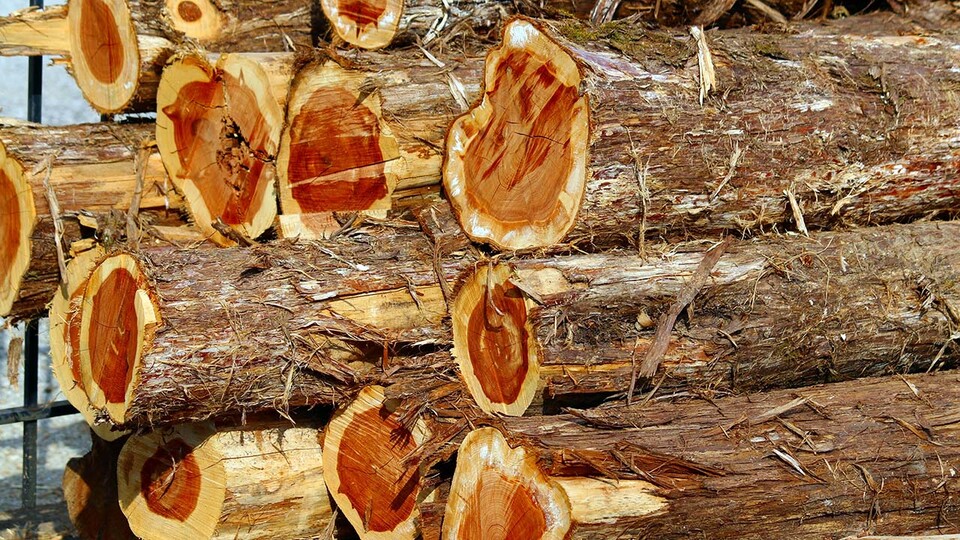 Stack of redcedar logs