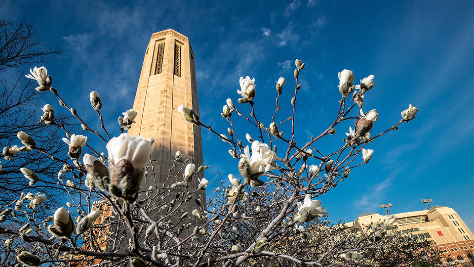 A magnolia tree blooms in the foreground with Mueller Tower and a blue sky in the background