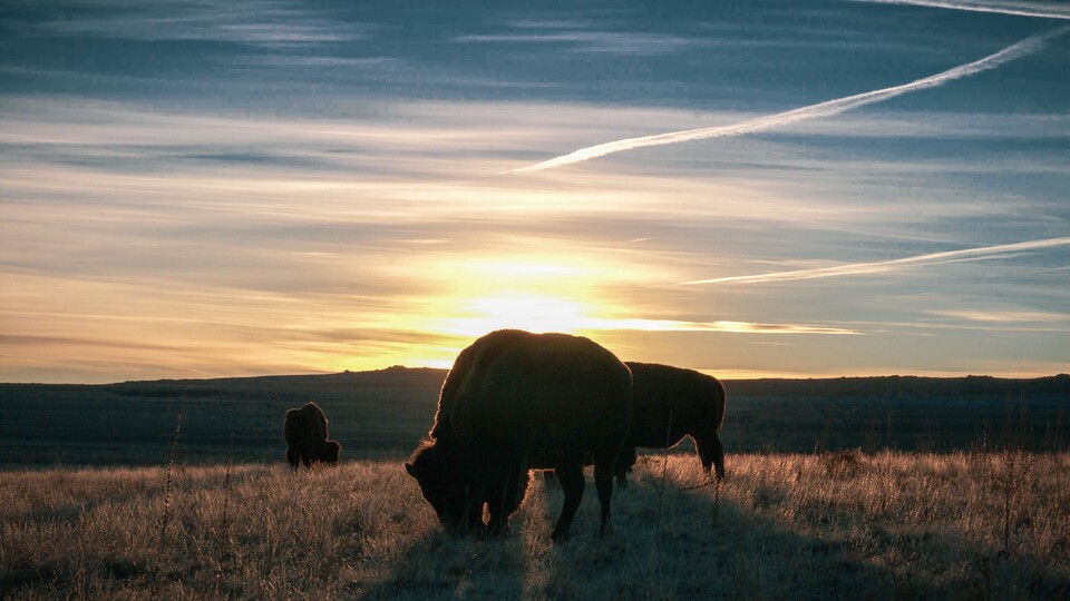 Bison grazing on the plains