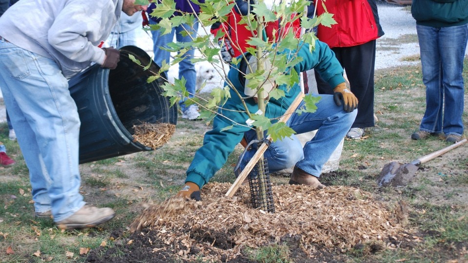 Trees are one of the most important resources of Nebraska communities. Investing in tree-planting and care reap tangible economic benefits in the form of energy savings and real estate values. 