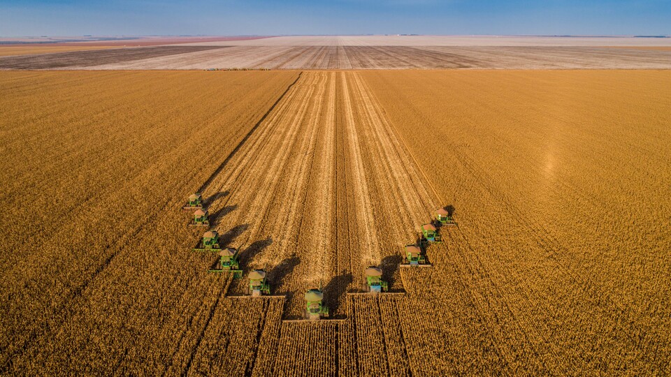 High productivity of a corn crop field in Mato Grosso, Brazile