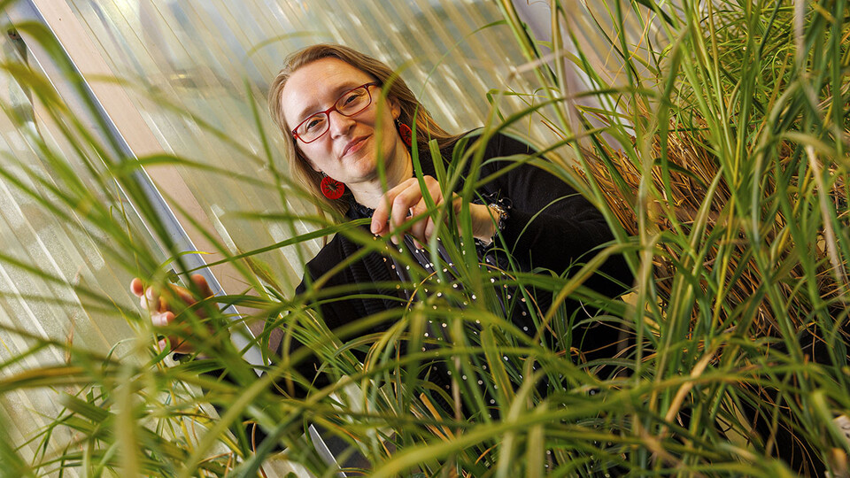Glowacka's research aims to enhance crops' tolerance to the cold - Nebraska Today