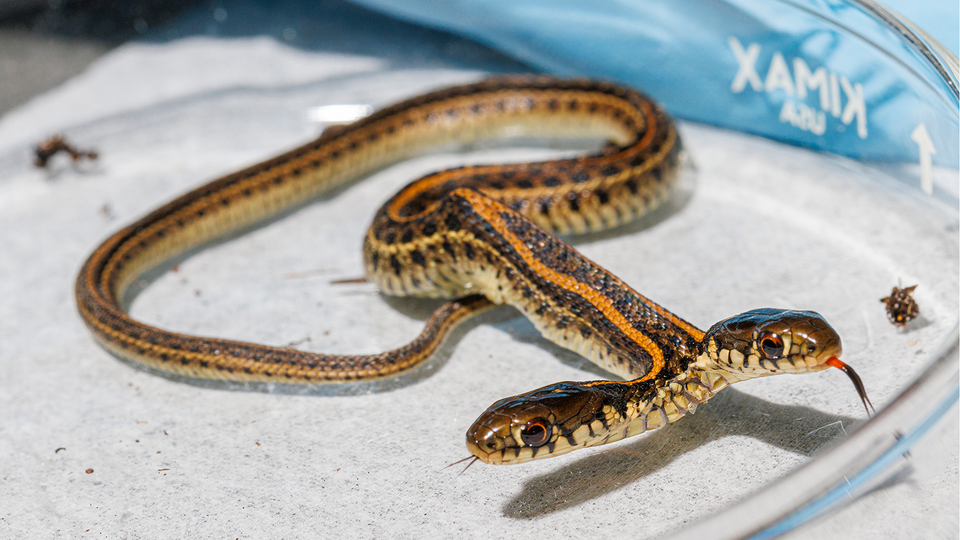 Two-headed snake a unique find for herpetology lab | Nebraska Today |  University of Nebraska–Lincoln