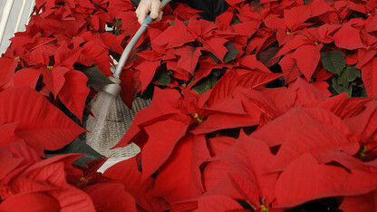 A member of the UNL Horticulture Club waters poinsettias prior to the group's annual sale. (University Communications file photo)