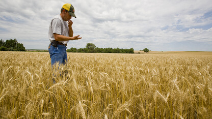 Brent Robertson examines wheat in a field near his family's Elsie, Nebraska, farm. A recent economic forecast generated by the University of Nebraska-Lincoln's Bureau of Business Research predicts an 11 percent decline in net farm income in 2016.